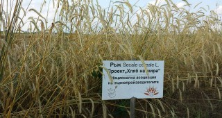 Българското участие в проекта „Хляб на мира“